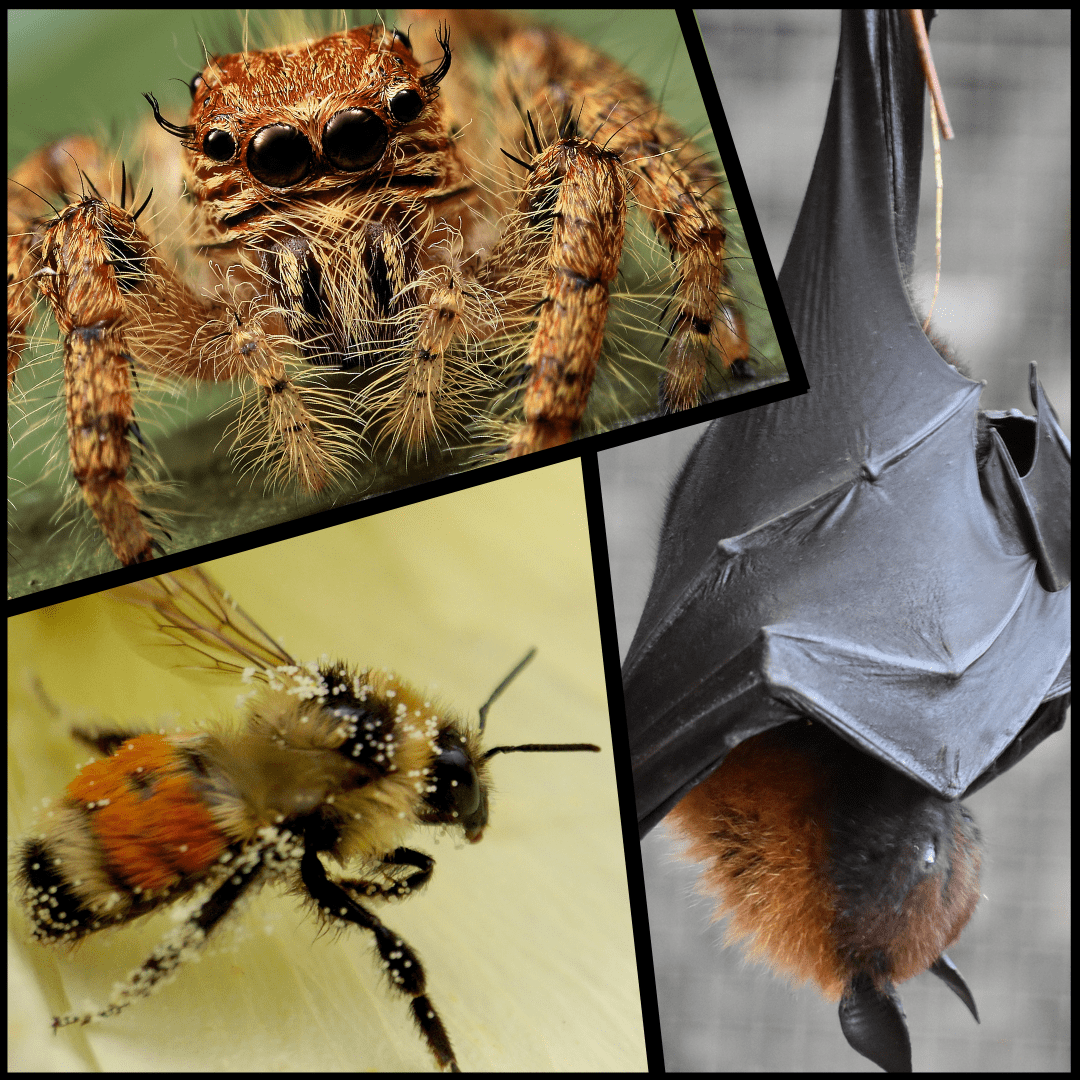 Spiders, Bats, and Bees... OH MY!