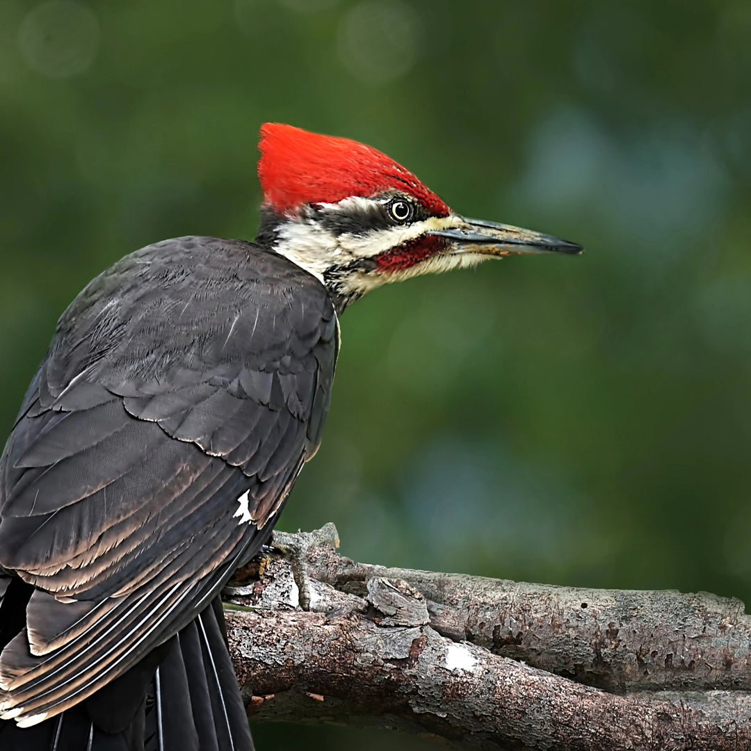 How to Deal With Woodpeckers - Aussie Bark Control